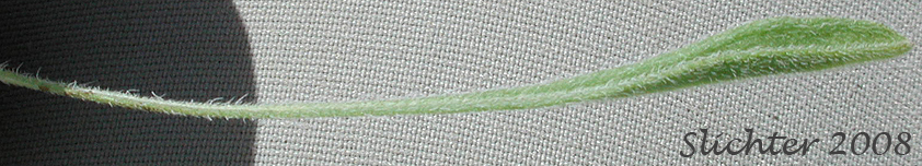 Basal leaf of Dwarf Yellow Fleabane, Golden Daisy, Golden Fleabane: Erigeron chrysopsidis var. chrysopsidis (Synonym: Erigeron chrysopsidis ssp. chrysopsidis)