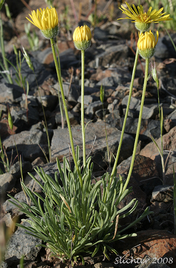 Dwarf Yellow Fleabane, Golden Daisy, Golden Fleabane: Erigeron chrysopsidis var. chrysopsidis (Synonym: Erigeron chrysopsidis ssp. chrysopsidis)
