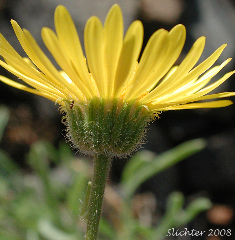 Involucral bracts of Dwarf Yellow Fleabane, Golden Daisy, Golden Fleabane: Erigeron chrysopsidis var. chrysopsidis (Synonym: Erigeron chrysopsidis ssp. chrysopsidis)