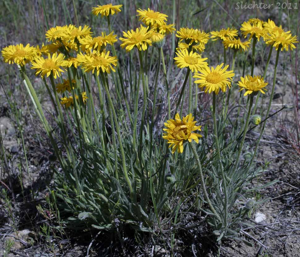 Dwarf Yellow Fleabane, Golden Daisy, Golden Fleabane: Erigeron chrysopsidis var. chrysopsidis (Synonym: Erigeron chrysopsidis ssp. chrysopsidis)