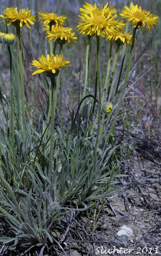 Dwarf Yellow Fleabane, Golden Daisy, Golden Fleabane: Erigeron chrysopsidis var. chrysopsidis (Synonym: Erigeron chrysopsidis ssp. chrysopsidis)