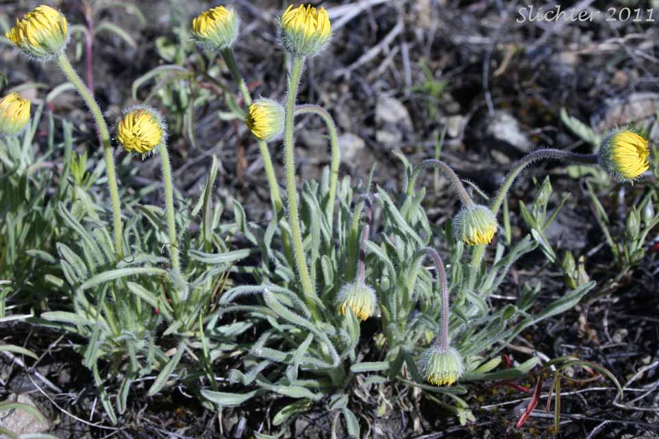 Dwarf Yellow Fleabane, Golden Daisy, Golden Fleabane: Erigeron chrysopsidis var. chrysopsidis (Synonym: Erigeron chrysopsidis ssp. chrysopsidis)