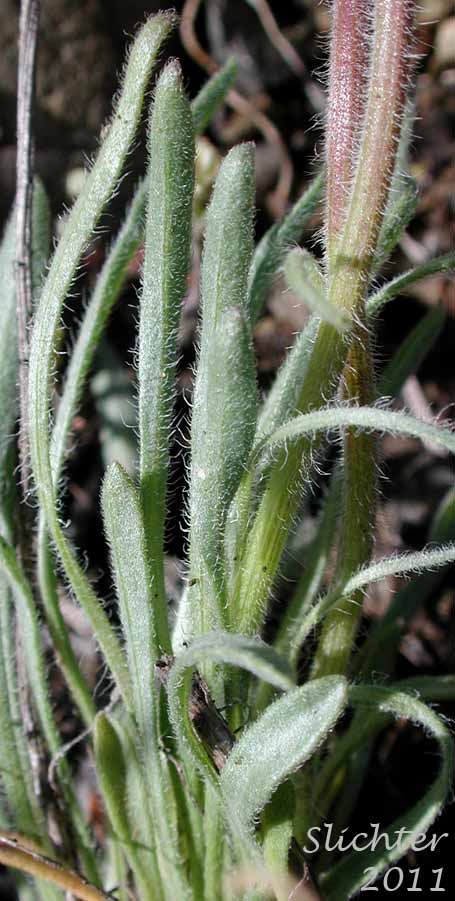 Basal leaves of Dwarf Yellow Fleabane, Golden Daisy, Golden Fleabane: Erigeron chrysopsidis var. chrysopsidis (Synonym: Erigeron chrysopsidis ssp. chrysopsidis)