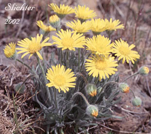 Dwarf Yellow Fleabane, Golden Daisy, Golden Fleabane: Erigeron chrysopsidis var. chrysopsidis (Synonym: Erigeron chrysopsidis ssp. chrysopsidis)