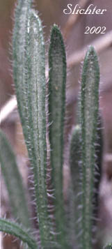 Basal leaves of Dwarf Yellow Fleabane, Golden Daisy, Golden Fleabane: Erigeron chrysopsidis var. chrysopsidis (Synonym: Erigeron chrysopsidis ssp. chrysopsidis)