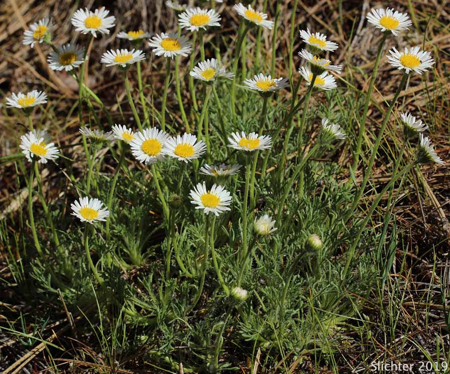 Cutleaf Fleabane, Cutleaf Daisy, Fernleaf Fleabane: Erigeron compositus var. compositus
