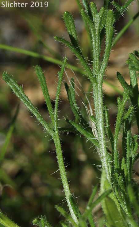 Cutleaf Fleabane, Cutleaf Daisy, Fernleaf Fleabane: Erigeron compositus var. compositus