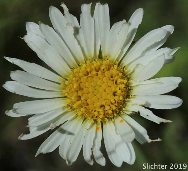 Cutleaf Fleabane, Cutleaf Daisy, Fernleaf Fleabane: Erigeron compositus var. compositus