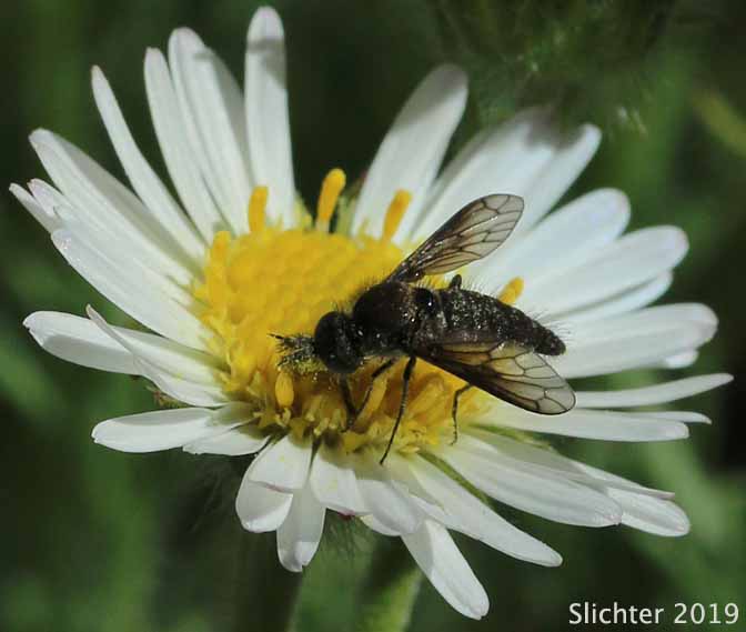 Cutleaf Fleabane, Cutleaf Daisy, Fernleaf Fleabane: Erigeron compositus var. compositus