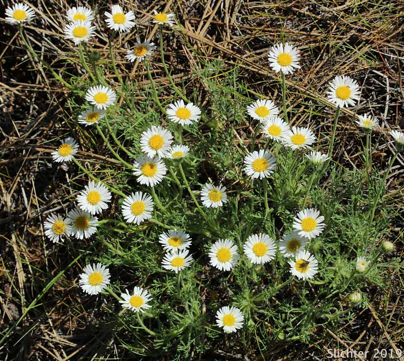 Cutleaf Fleabane, Cutleaf Daisy, Fernleaf Fleabane: Erigeron compositus var. compositus