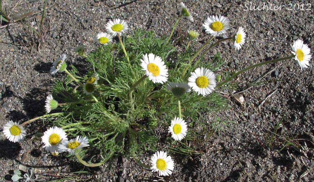 Cutleaf Fleabane, Cutleaf Daisy, Fernleaf Fleabane: Erigeron compositus var. compositus