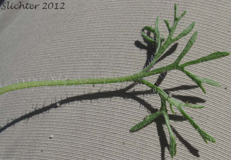 3-4 times divided leaf of Cutleaf Fleabane, Cutleaf Daisy, Fernleaf Fleabane: Erigeron compositus var. compositus