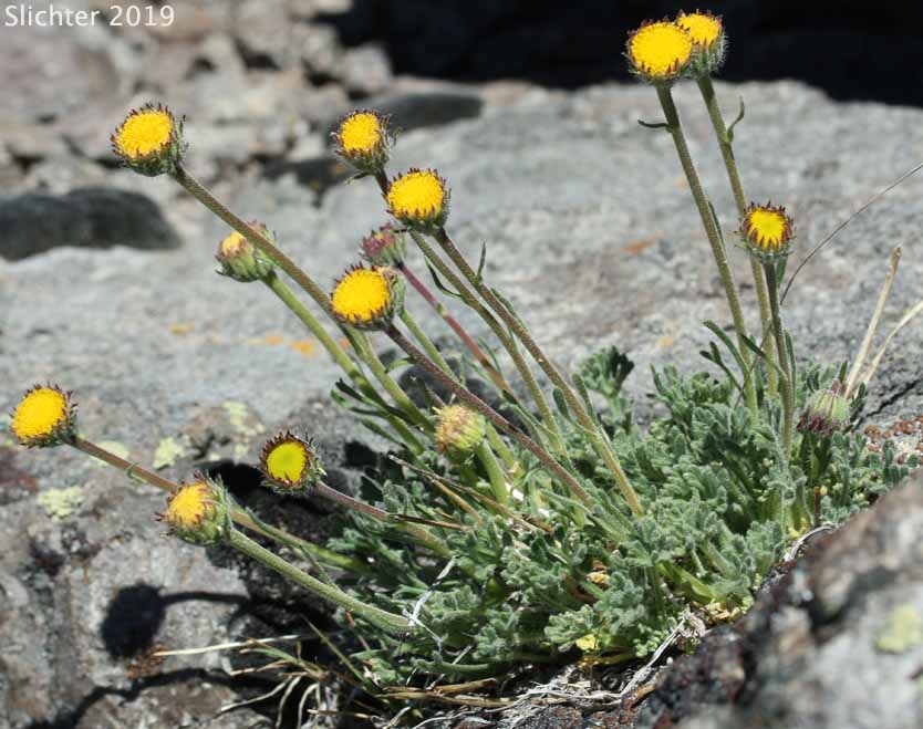 Dwarf Mountain Fleabane: Erigeron compositus var. glabratus