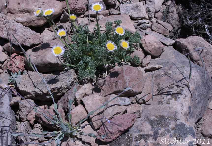 Dwarf Mountain Fleabane: Erigeron compositus var. glabratus