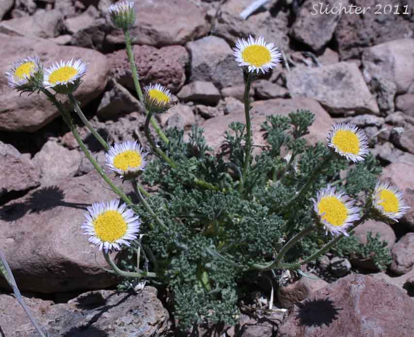 Dwarf Mountain Fleabane: Erigeron compositus var. glabratus