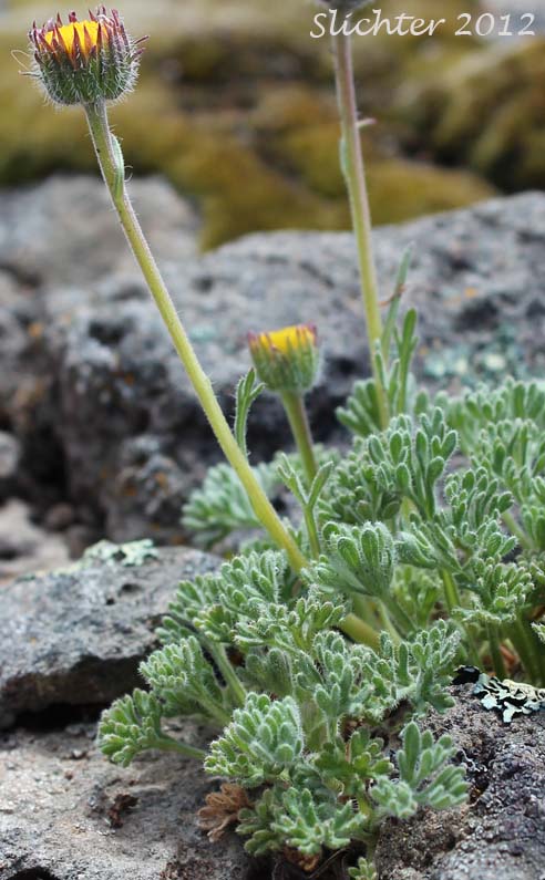 Dwarf Mountain Fleabane: Erigeron compositus var. glabratus