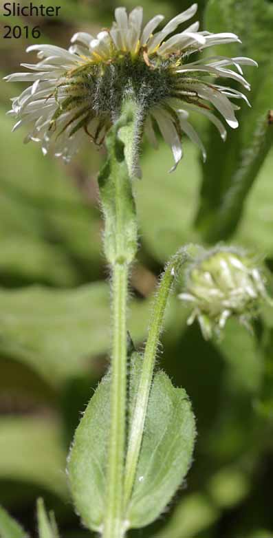 Coulter's Fleabane, Coulter's Daisy: Erigeron coulteri