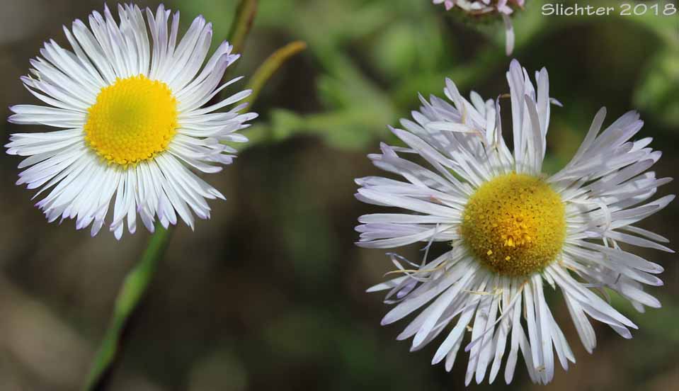 Flower heads of Diffuse Daisy, Spreading Fleabane: Erigeron divergens (Synonyms: Erigeron divergens var. divergens, Erigeron divergens var. typicus)