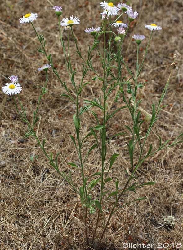 Diffuse Daisy, Spreading Fleabane: Erigeron divergens (Synonyms: Erigeron divergens var. divergens, Erigeron divergens var. typicus)