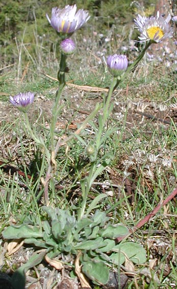 Diffuse Daisy, Spreading Fleabane: Erigeron divergens var. divergens