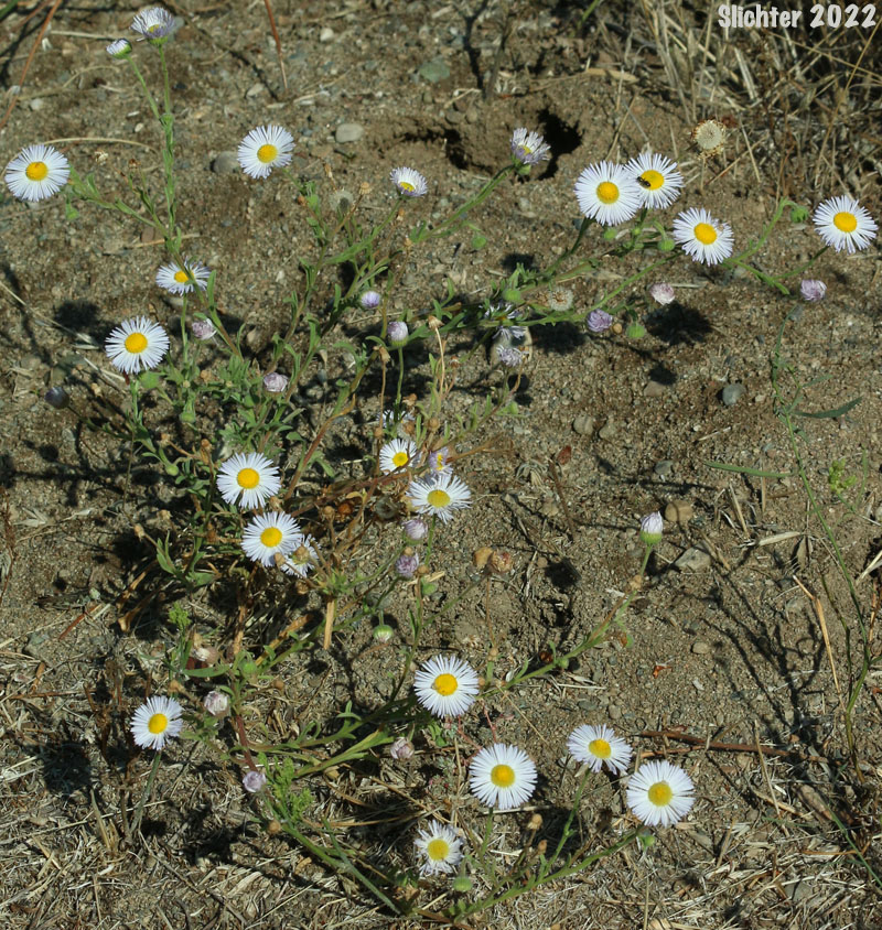 Diffuse Daisy, Spreading Fleabane: Erigeron divergens (Synonyms: Erigeron divergens var. divergens, Erigeron divergens var. typicus)