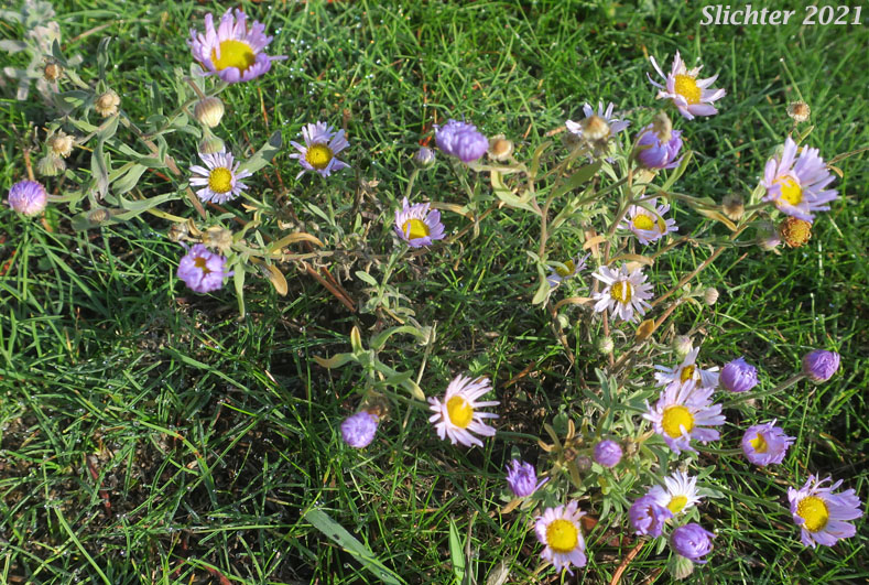 Diffuse Daisy, Spreading Fleabane: Erigeron divergens (Synonyms: Erigeron divergens var. divergens, Erigeron divergens var. typicus)