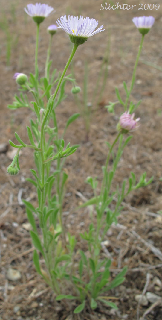 Diffuse Daisy, Spreading Fleabane: Erigeron divergens var. divergens