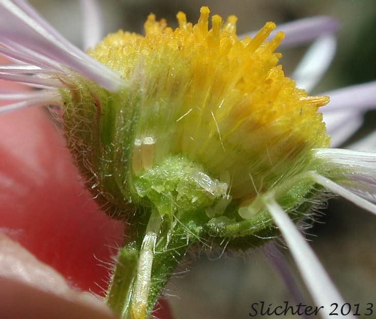 Diffuse Daisy, Spreading Fleabane: Erigeron divergens (Synonyms: Erigeron divergens var. divergens, Erigeron divergens var. typicus)