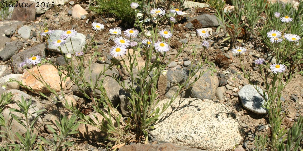 Diffuse Daisy, Spreading Fleabane: Erigeron divergens (Synonyms: Erigeron divergens var. divergens, Erigeron divergens var. typicus)