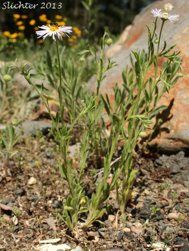 Diffuse Daisy, Spreading Fleabane: Erigeron divergens (Synonyms: Erigeron divergens var. divergens, Erigeron divergens var. typicus)