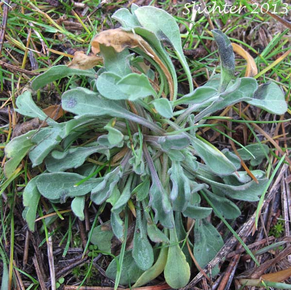 Diffuse Daisy, Spreading Fleabane: Erigeron divergens (Synonyms: Erigeron divergens var. divergens, Erigeron divergens var. typicus)