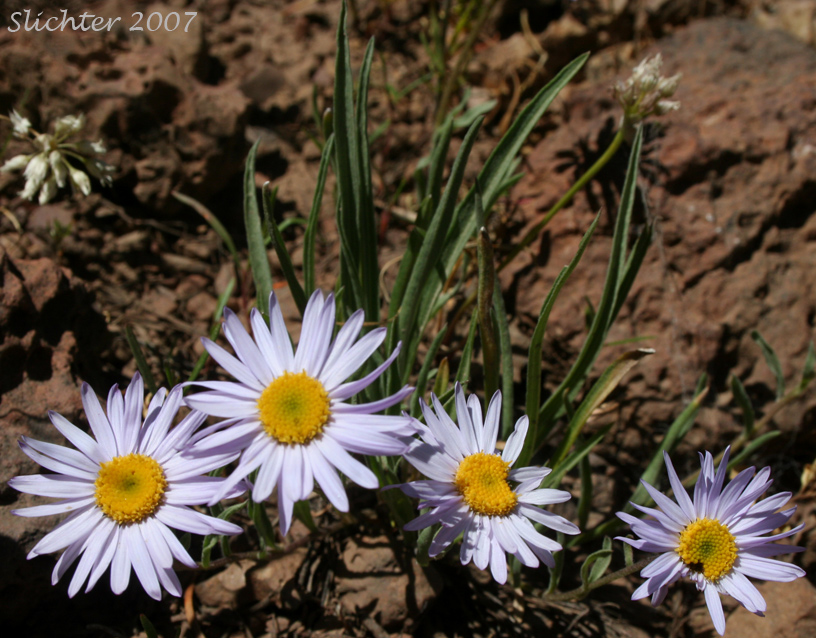 Eaton's Lavender Daisy: Erigeron eatonii var. lavendulus