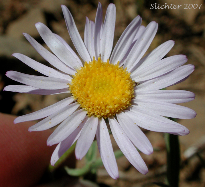 Eaton's Lavender Daisy: Erigeron eatonii var. lavendulus
