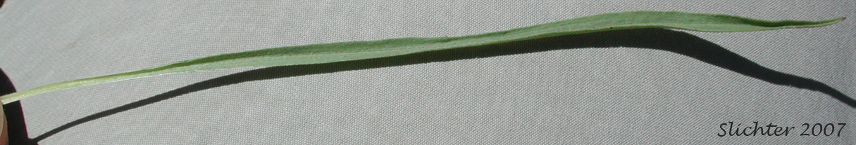 Basal leaf of Eaton's Lavender Daisy: Erigeron eatonii var. lavendulus