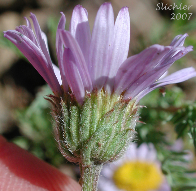 Eaton's Lavender Daisy: Erigeron eatonii var. lavendulus