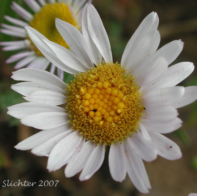 Eaton's Lavender Daisy: Erigeron eatonii var. lavendulus