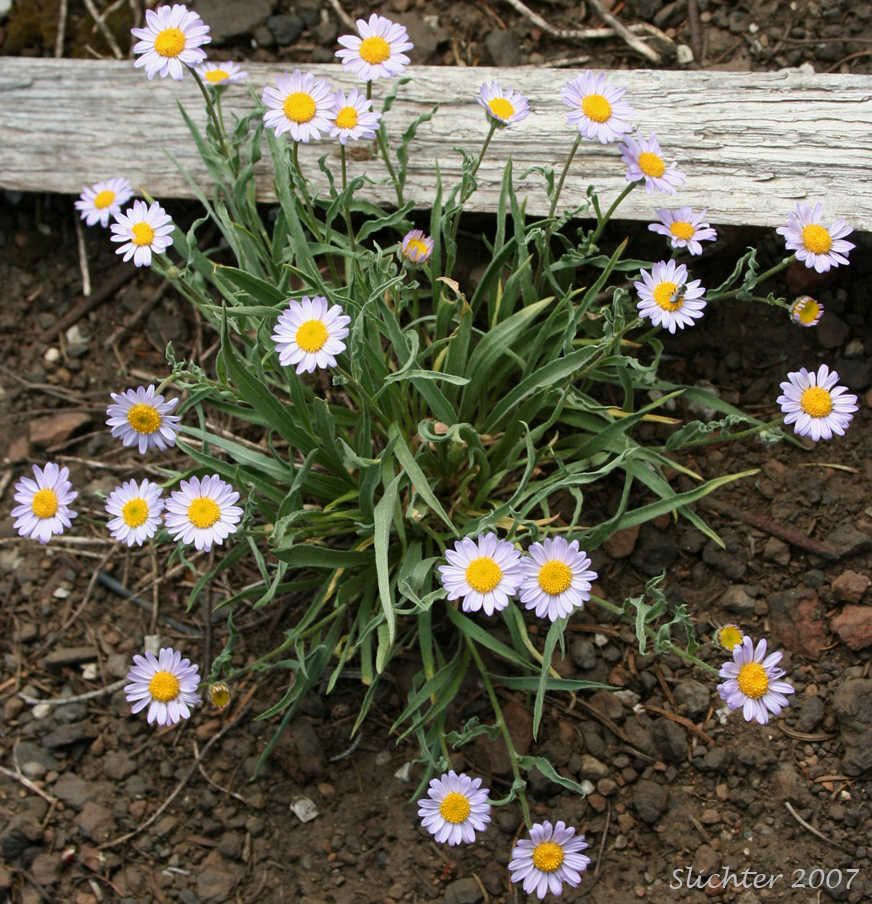 Eaton's Lavender Daisy: Erigeron eatonii var. lavendulus
