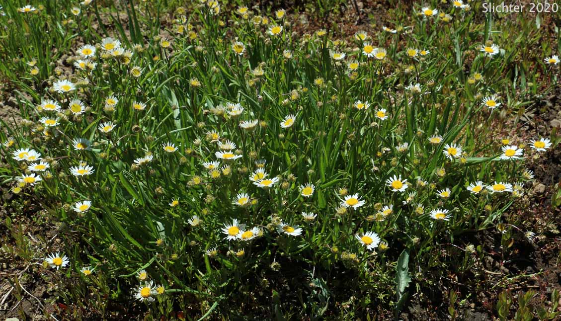 Plantain-leaved Daisy: Erigeron eatonii var. plantagineus (Synonyms: Erigeron decumbens ssp. robustior, Erigeron decumbens var. robustior)