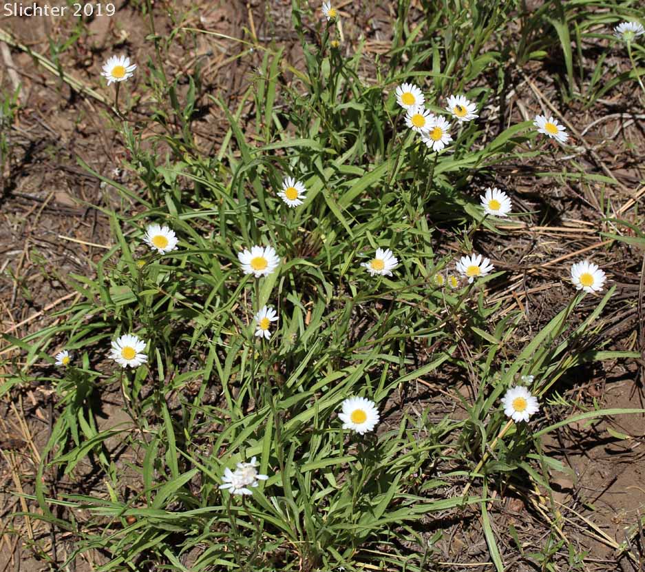 Plantain-leaved Daisy: Erigeron eatonii var. plantagineus (Synonyms: Erigeron decumbens ssp. robustior, Erigeron decumbens var. robustior)