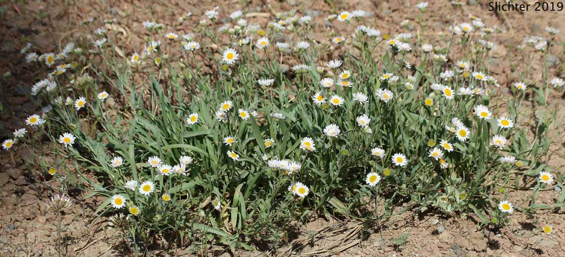 Plantain-leaved Daisy: Erigeron eatonii var. plantagineus (Synonyms: Erigeron decumbens ssp. robustior, Erigeron decumbens var. robustior)