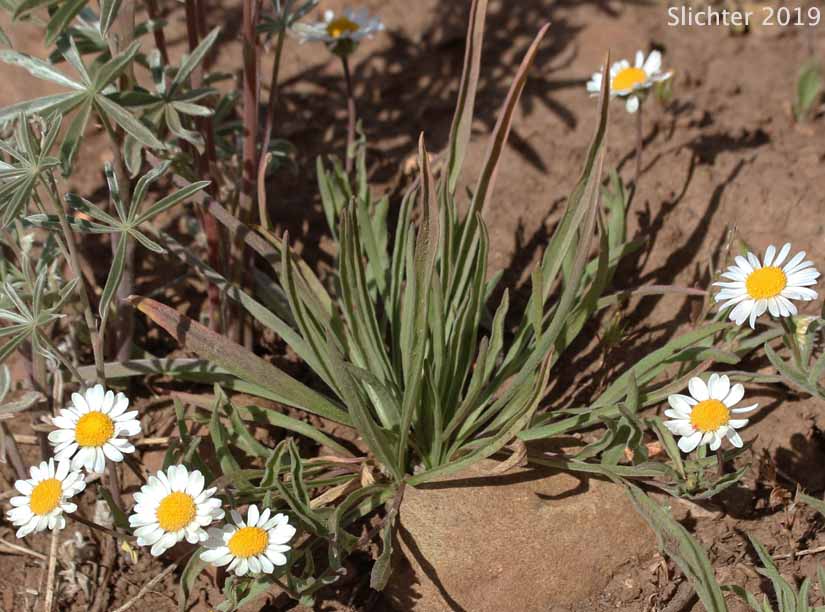 Plantain-leaved Daisy: Erigeron eatonii var. plantagineus (Synonyms: Erigeron decumbens ssp. robustior, Erigeron decumbens var. robustior)