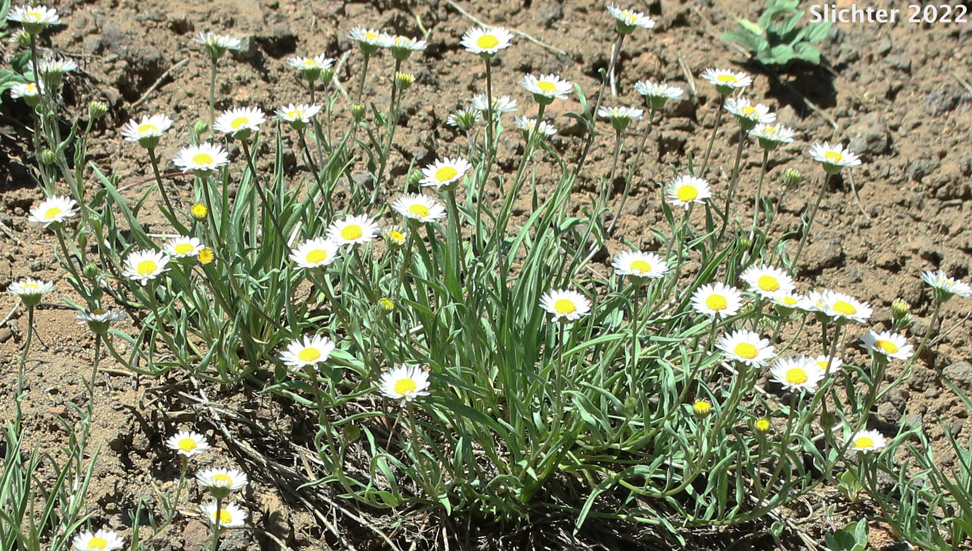 Plantain-leaved Daisy: Erigeron eatonii var. plantagineus (Synonyms: Erigeron decumbens ssp. robustior, Erigeron decumbens var. robustior)