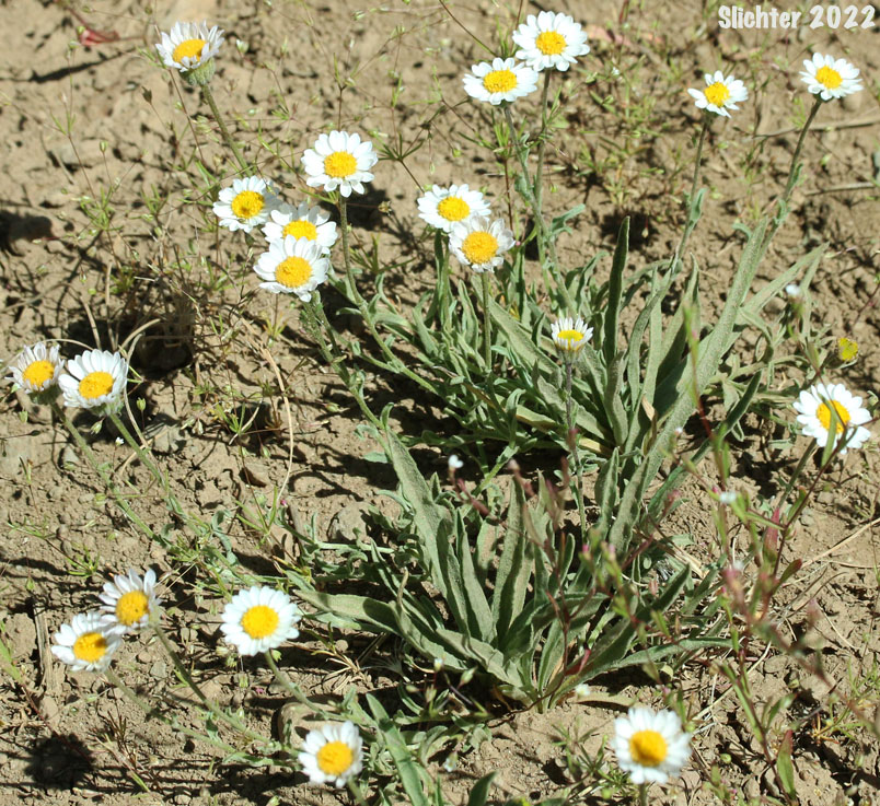 Plantain-leaved Daisy: Erigeron eatonii var. plantagineus (Synonyms: Erigeron decumbens ssp. robustior, Erigeron decumbens var. robustior)