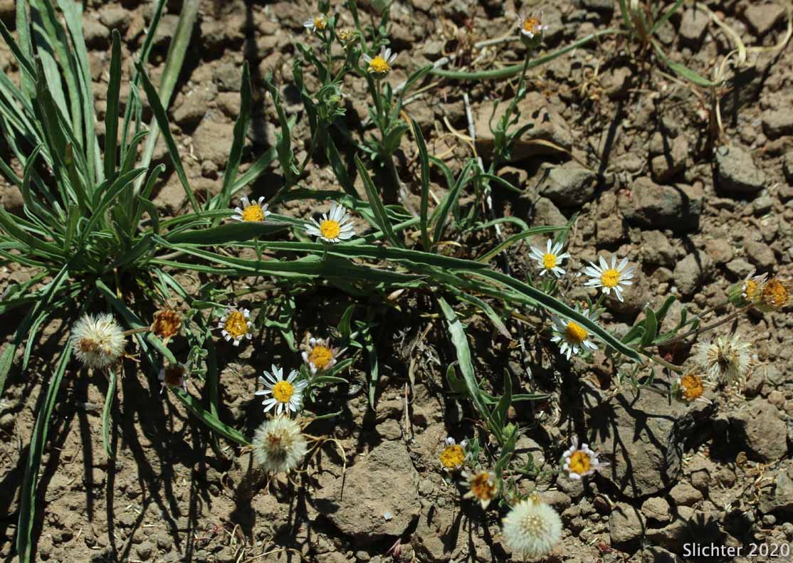 Plantain-leaved Daisy: Erigeron eatonii var. plantagineus (Synonyms: Erigeron decumbens ssp. robustior, Erigeron decumbens var. robustior)