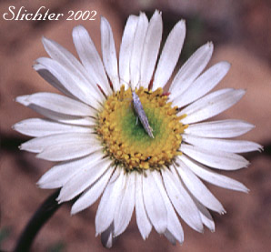 Flower head of Eaton's Daisy, Eaton's Fleabane, Eaton's Shaggy Daisy, Eaton's Shaggy Fleabane: Erigeron eatonii var. villosus