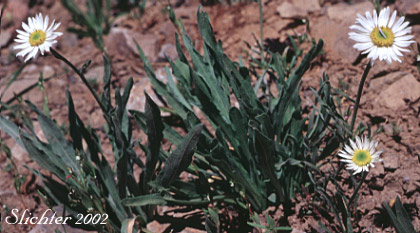 Eaton's Daisy, Eaton's Fleabane, Eaton's Shaggy Daisy, Eaton's Shaggy Fleabane: Erigeron eatonii var. villosus