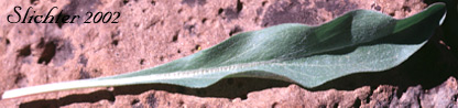 Basal leaf of Foreign Erigeron, Peregrine Fleabane, Subalpine Daisy, Subalpine Fleabane: Erigeron Erigeron glacialis var. glacialis (Synonyms: Erigeron callianthemus, Erigeron peregrinus, Erigeorn peregrinus ssp. callianthemus, Erigeron peregrinus ssp. callianthemus var. callianthemus, Erigeron peregrinus var. angustifolius, Erigeron peregrinus var. callianthemus, Erigeron peregrinus var. eucallianthemus, Erigeron peregrinus var. scaposus, Erigeron ursinus)