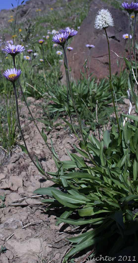 Foreign Erigeron, Peregrine Fleabane, Subalpine Daisy, Subalpine Fleabane: Erigeron peregrinus var. scaposus (Synonyms: Erigeron callianthemus, Erigeron glacialis var. glacialis, Erigeron peregrinus, Erigeorn peregrinus ssp. callianthemus, Erigeron peregrinus ssp. callianthemus var. callianthemus, Erigeron peregrinus var. angustifolius, Erigeron peregrinus var. callianthemus, Erigeron peregrinus var. eucallianthemus, Erigeron peregrinus var. scaposus, Erigeron ursinus)