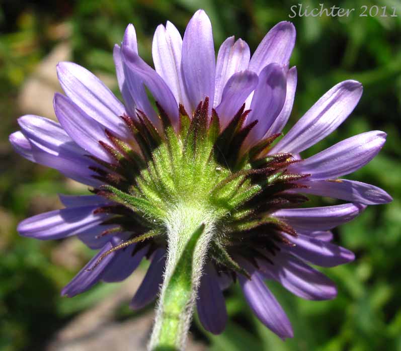 Involucral bracts of Foreign Erigeron, Peregrine Fleabane, Subalpine Daisy, Subalpine Fleabane: Erigeron peregrinus var. scaposus (Synonyms: Erigeron callianthemus, Erigeron glacialis var. glacialis, Erigeron peregrinus, Erigeorn peregrinus ssp. callianthemus, Erigeron peregrinus ssp. callianthemus var. callianthemus, Erigeron peregrinus var. angustifolius, Erigeron peregrinus var. callianthemus, Erigeron peregrinus var. eucallianthemus, Erigeron peregrinus var. scaposus, Erigeron ursinus)