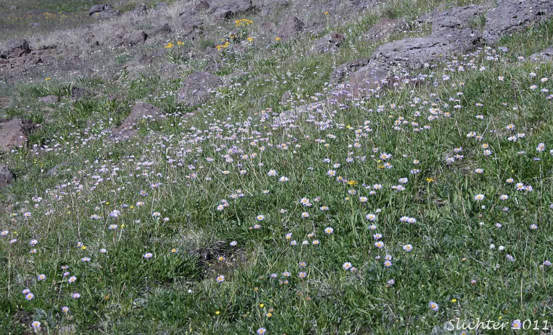 Habitat of Foreign Erigeron, Peregrine Fleabane, Subalpine Daisy, Subalpine Fleabane: Erigeron peregrinus var. scaposus (Synonyms: Erigeron callianthemus, Erigeron glacialis var. glacialis, Erigeron peregrinus, Erigeorn peregrinus ssp. callianthemus, Erigeron peregrinus ssp. callianthemus var. callianthemus, Erigeron peregrinus var. angustifolius, Erigeron peregrinus var. callianthemus, Erigeron peregrinus var. eucallianthemus, Erigeron peregrinus var. scaposus, Erigeron ursinus)
